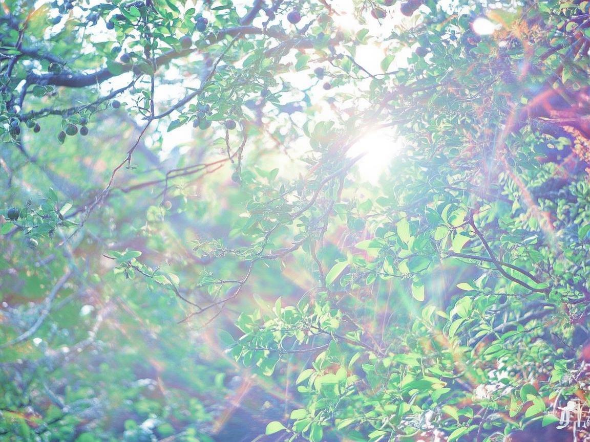 荔枝园上空的梦幻光影